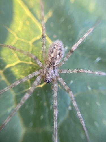 Tegenaria parietina